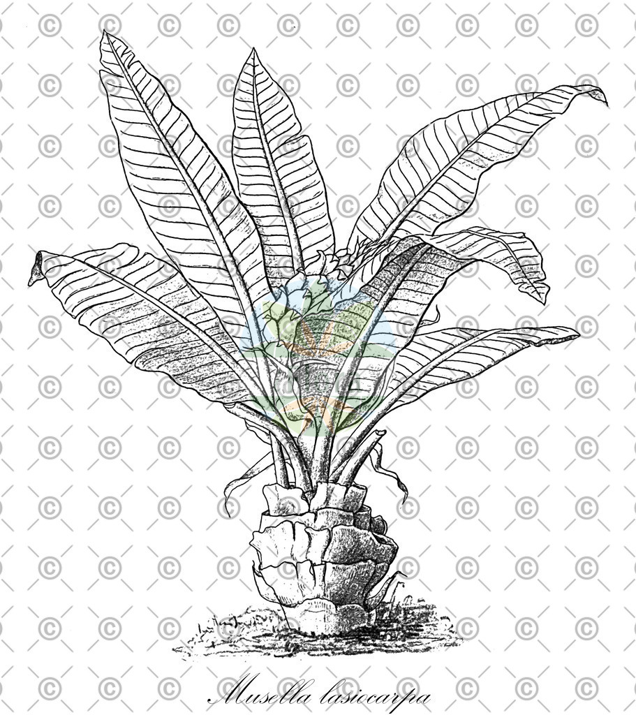HistAbb_wfo-0000246564_1_ENZY_Simple | Historische Abbildung von Musella lasiocarpa - Musaceae | Historical Illustration of Musella lasiocarpa - Musaceae