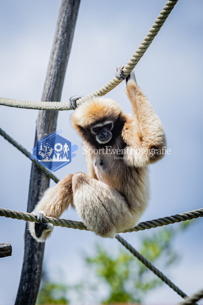 IMG_6704 | SportEventFotografie - Roman Stoiber