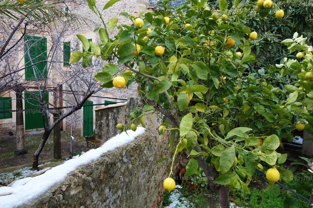 DSC00387 | romberg-arts, romberg-arts.de, www.romberg-arts.de, Foto_Online_Shop, Julia Fuhrmann, Köln, Fotos, Fotografie, Fotokunst, Kunstdrucke, Naturfotos, Aktfotos, Nacktfotos, schwarz_weiß_Fotos, Blumenfotos, Blumen, Tiere, Beton, Korrosion, Lächeln, Drucke