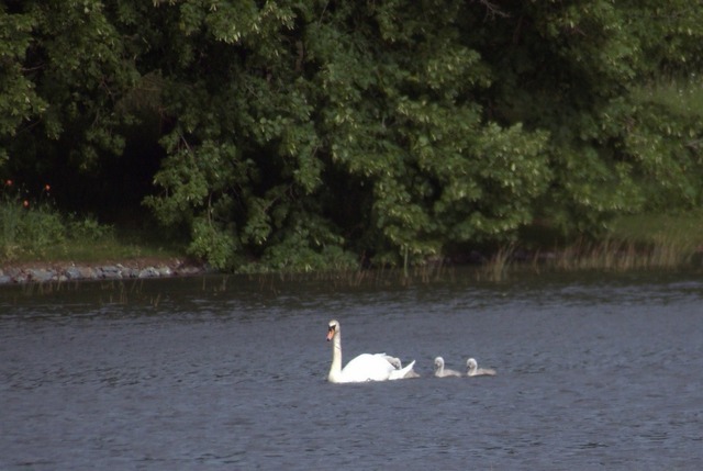 Höckerschwan mit Jungtieren | Verkauf von Fotos und  Videoclips zumThema Natur.Motive sind Pflanzen, Tiere, Landschaftenund Wetter
