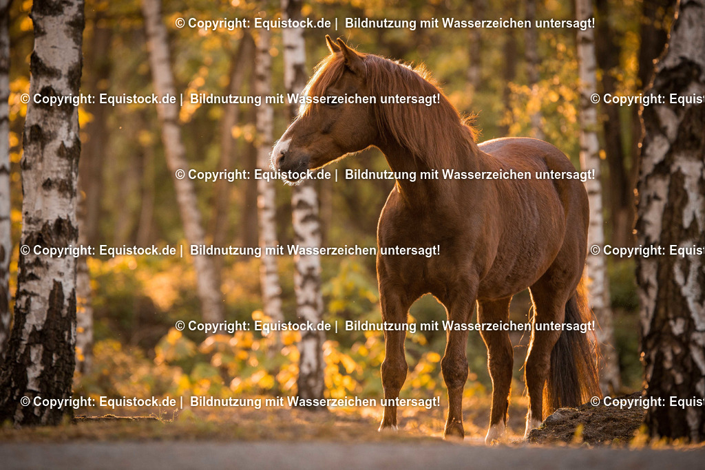 TS_20170425_Solido_Wald_0001 | Foto: Thomas Hartig