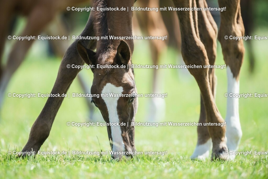 20210617_Fohlen_0206 | Foto: Thomas Hartig