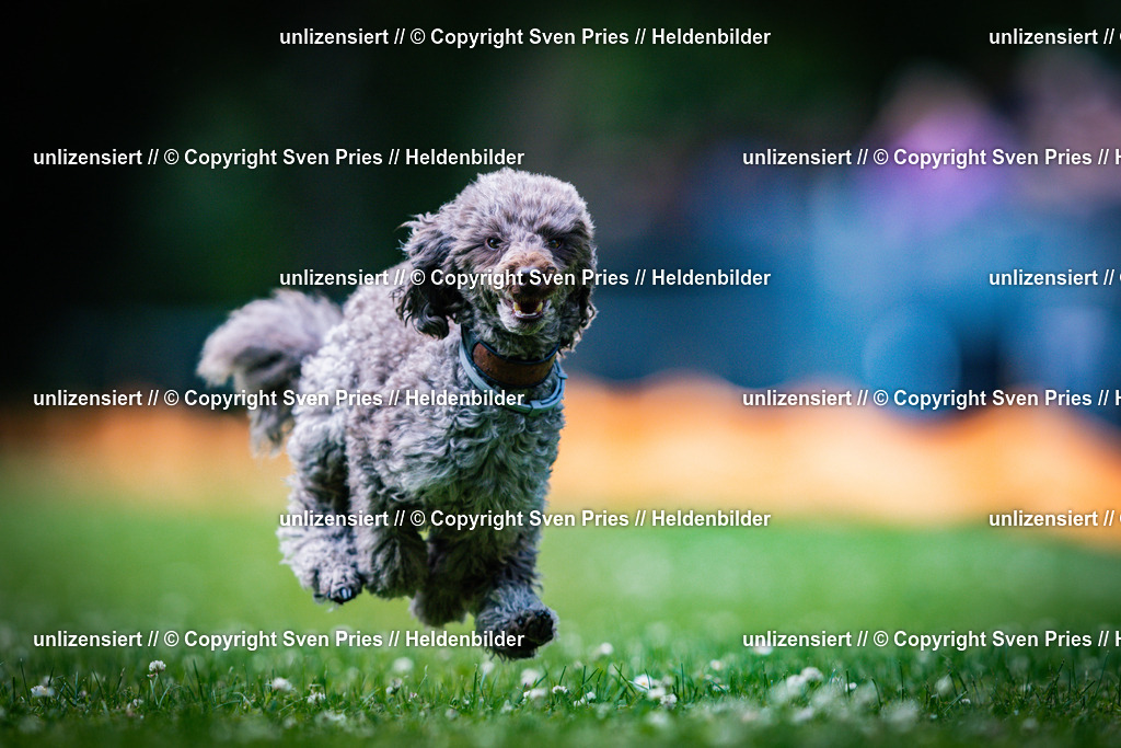 Sven Pries | 2025-05-29 - Pudelrennen KA-Durlach - Realisiert mit Pictrs.com