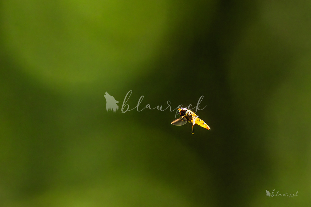 701A2474 | Sportbilder, Sportfotograf, Hochzeits- und Eventfotografin, Flugshows, Portraits und Tiershooting, Aviation, Downhill, Nationalleague, Swissleague, International