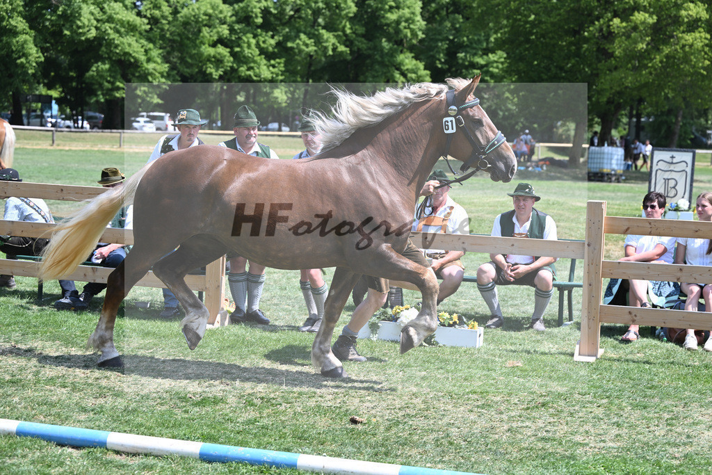 Kat-Nr. 61 Edda_Ammersinn_20230997 | hf-fotografie - Realisiert mit Pictrs.com