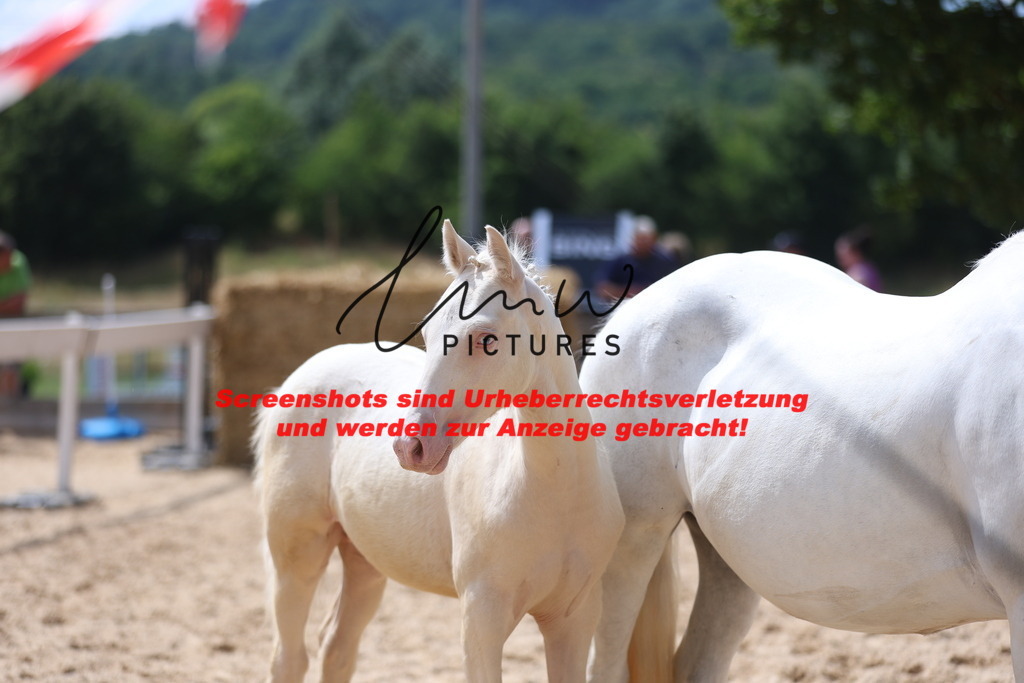 Fohlenschau_Schwäbisch_Hall_Ponys_KN 41_7 | lmwpictures - Realisiert mit Pictrs.com