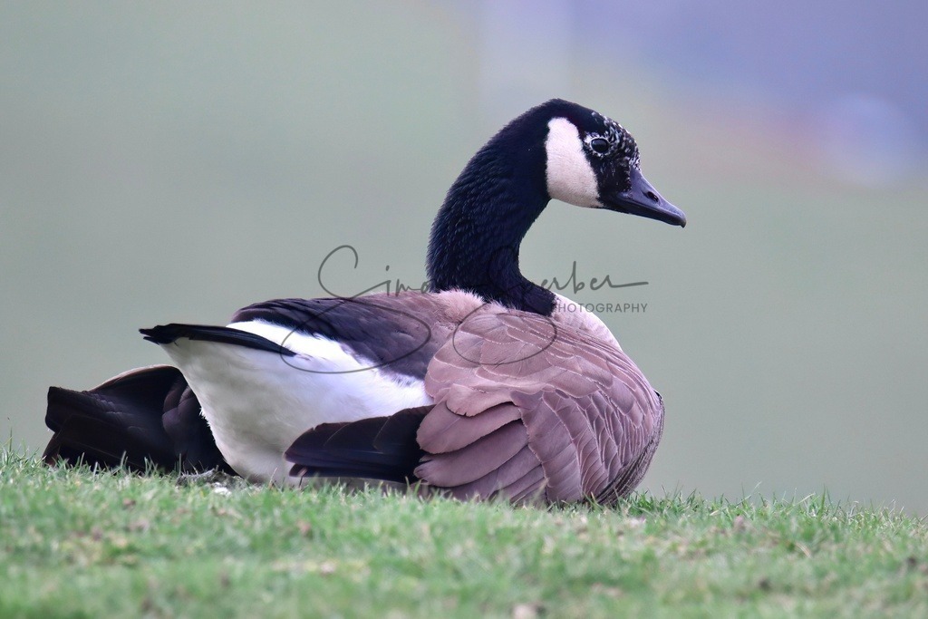Kanadagans | Simone Sperber, svb-photography,Fotografin,Bilddesignerin,Naturfotografie,Macrofotografie,Tierfotografie,Wildtierfotografie,Ausstellungen,Auftragsfotografie,Kunst,Art,Photographer,Shootings,Bildberatbeitung,Galerie,Shop