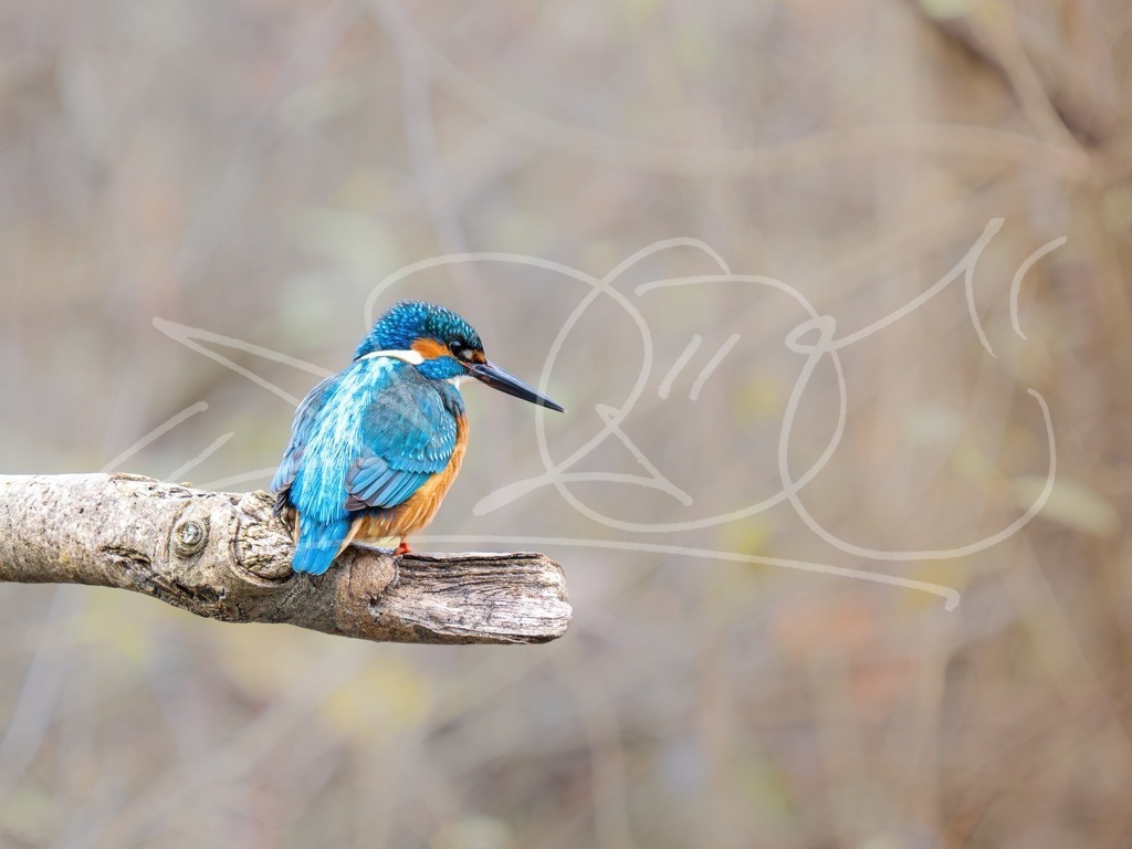 EisvogelSitz | Naturschönheiten aus Deutschland. Pflanzen und Tiere, Insekten und Naturschauspiele. Alle schönen Details, die uns umgeben, fotografiert von Michi Moc.  - Realisiert mit Pictrs.com