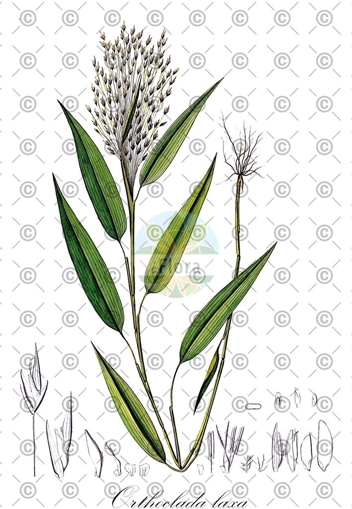HistAbb_wfo-0001188961_1_ENZY_Simple | Historische Abbildung von Orthoclada laxa - Poaceae | Historical Illustration of Orthoclada laxa - Poaceae