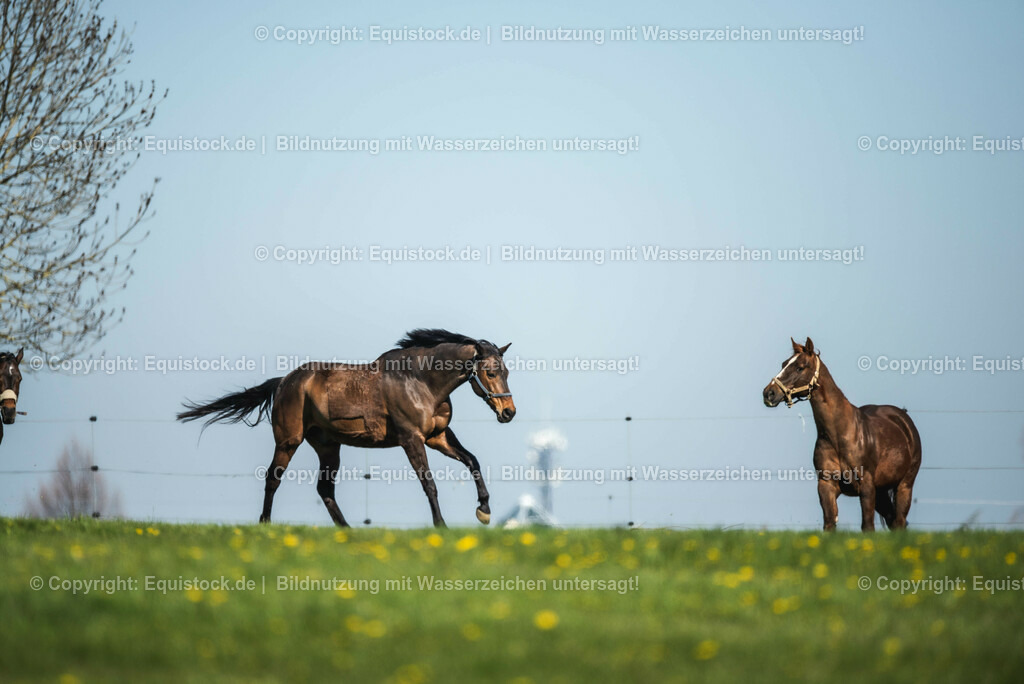 20210426_Pferd-auf-Koppel_0001 | equistock