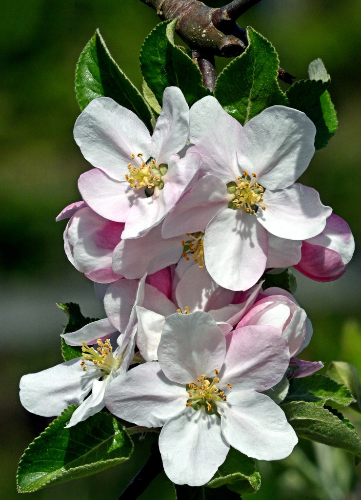 Apfelblüte01h-1 | lucisnaturbilder - Realisiert mit Pictrs.com