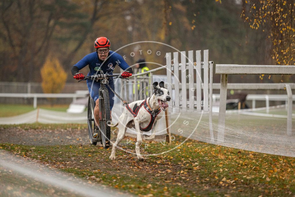 CaniXpix_DV3A8162 | Hundefotografie, Tierfotograf, Pfotenfotografie, Fotoshooting Hund, Hunde Portrait, Hundesport, Hundeportraits, Heideshooting, Hunde, Sportfotograf, Hundefotograf, Turnierhundsport, THS,  - Realisiert mit Pictrs.com