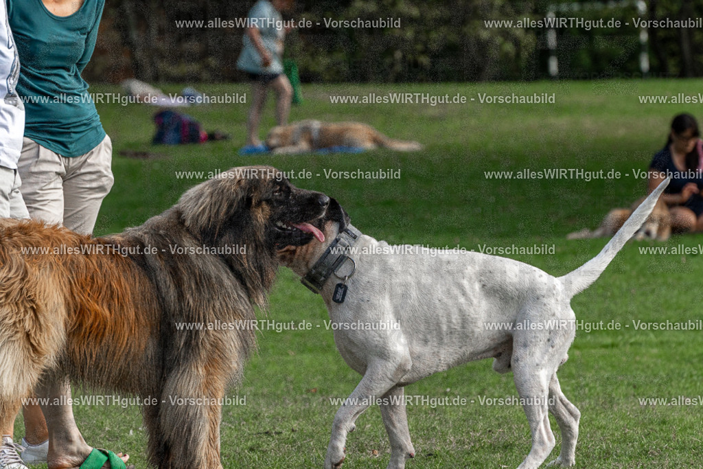 Hundeschwimmen_Volksbad_2026-allesWIRTHgut_Tierfotografie-2609061502-FAY07071 | Professionelle Tierfotografie in Mönchengladbach von Daniel Wirth (allesWIRTHgut). Liebevolle & natürliche Bilder von Hunden & Katzen für unvergessliche Erinnerungen.