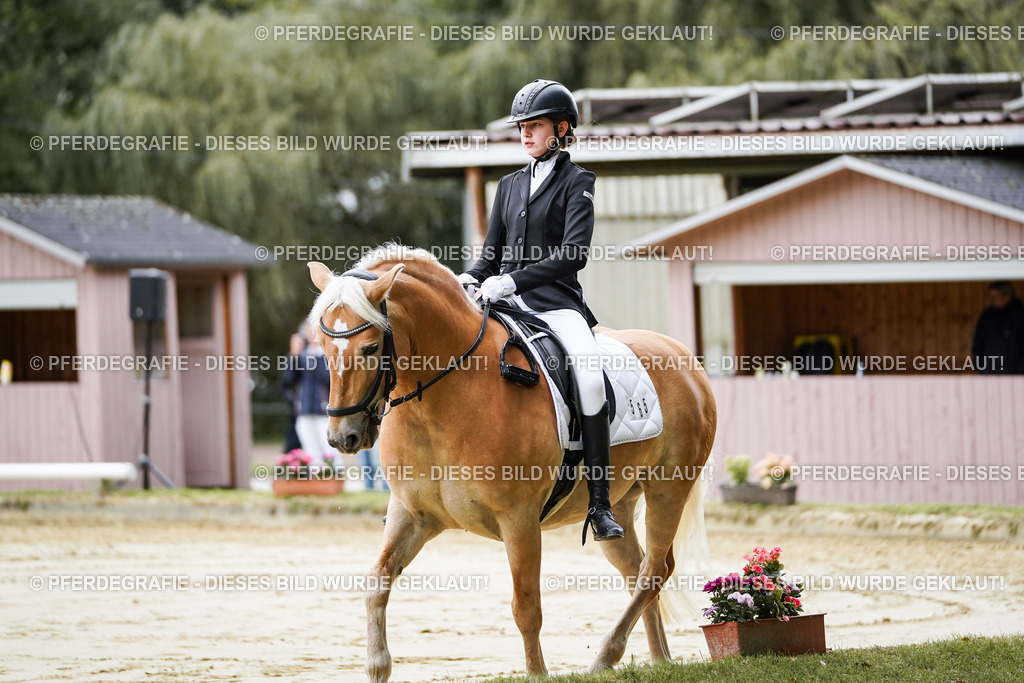 DSC04594 | Pferdegrafie