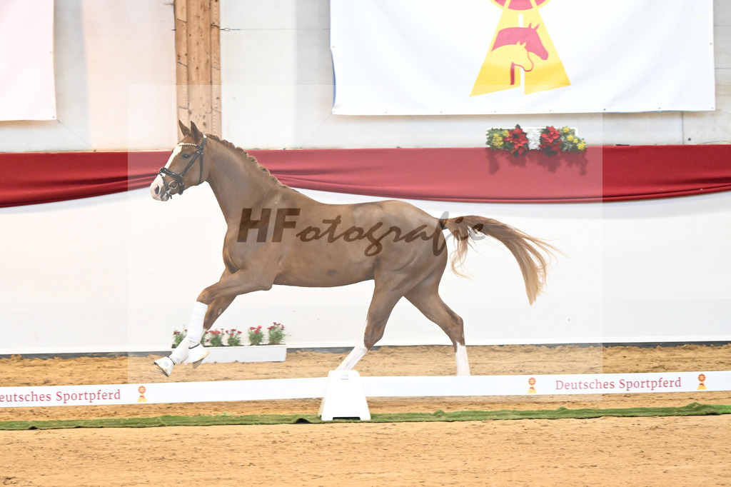 Kat-Nr. 5 Benicio x Florencio I_Lechl_43231625 | hf-fotografie - Realisiert mit Pictrs.com