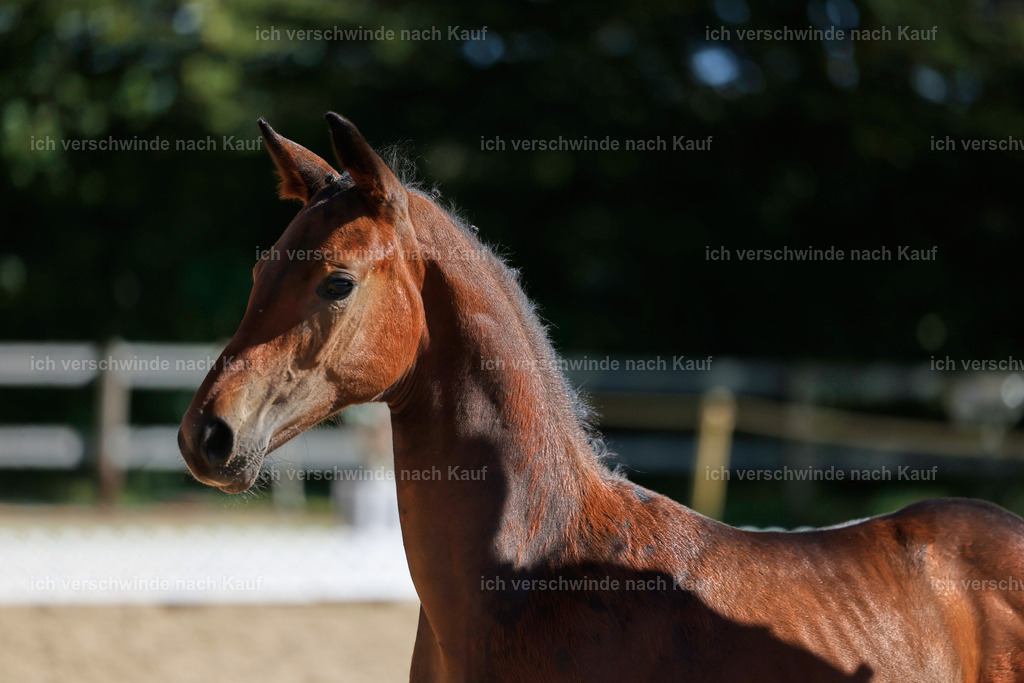 _AM19039 | working equitationturnier fotograf videograf stoibphotography marixx film working equitation deutschland reitsport turnierfotografie eventfotografie equestrian events