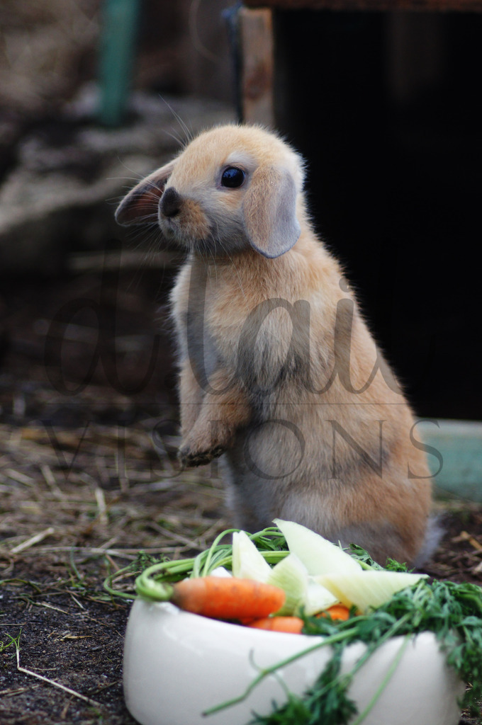 btiere (144) | SONY DSC - Realisiert mit Pictrs.com