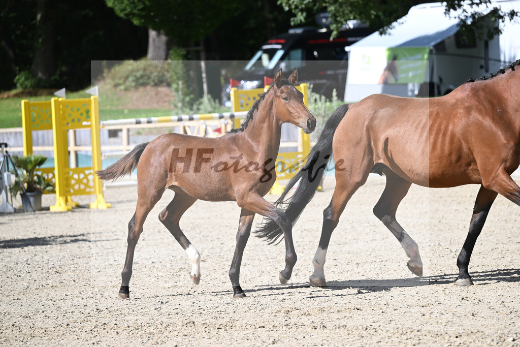 Fohlenauktion Next Chance_49220143 | hf-fotografie - Realisiert mit Pictrs.com