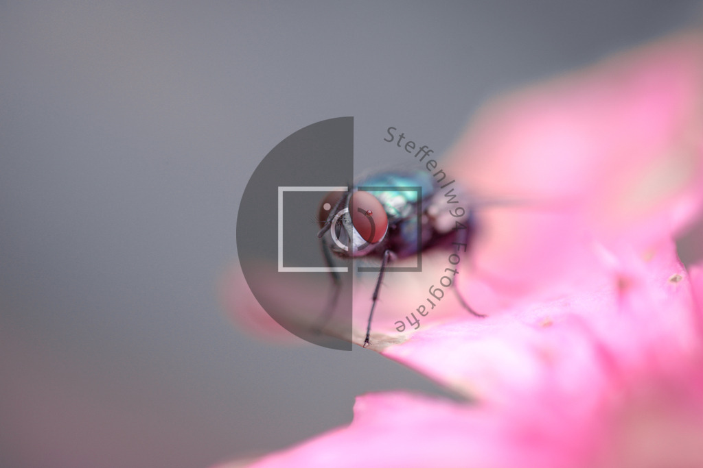 Wandbild Fliege | Ich bin Fotograf und auf meiner Webseite hast du die Möglichkeit meine fotografie als Wandbilder druckfertig für dein Zuhause zu bestellten. - Realisiert mit Pictrs.com
