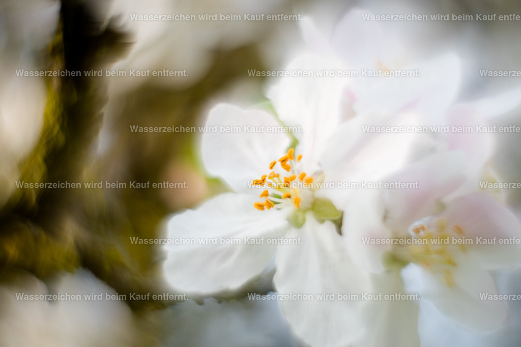 In meiner Zartheit wird gewahr, wie stark ich bin. | Die Botschaft zum Bild lautet: Meine Zartheit strahlt Kraft aus, eine Kraft, die dich unterstützt, sich wieder zart zu zeigen. Sei zart in deinem Leben, sei zart zu dir selbst. Eine neue Sanftheit hält Einzug und löst so mit Druck, Last und Strenge auf. Was bleibt, ist Zartheit.