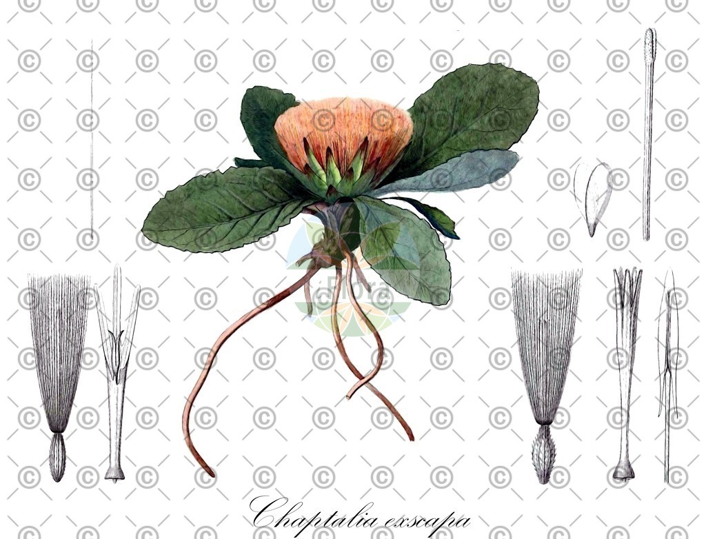 HistAbb_3M6W_1_ENZY_Simple | Historische Abbildung von Chaptalia exscapa - Asteraceae | Historical Illustration of Chaptalia exscapa - Asteraceae