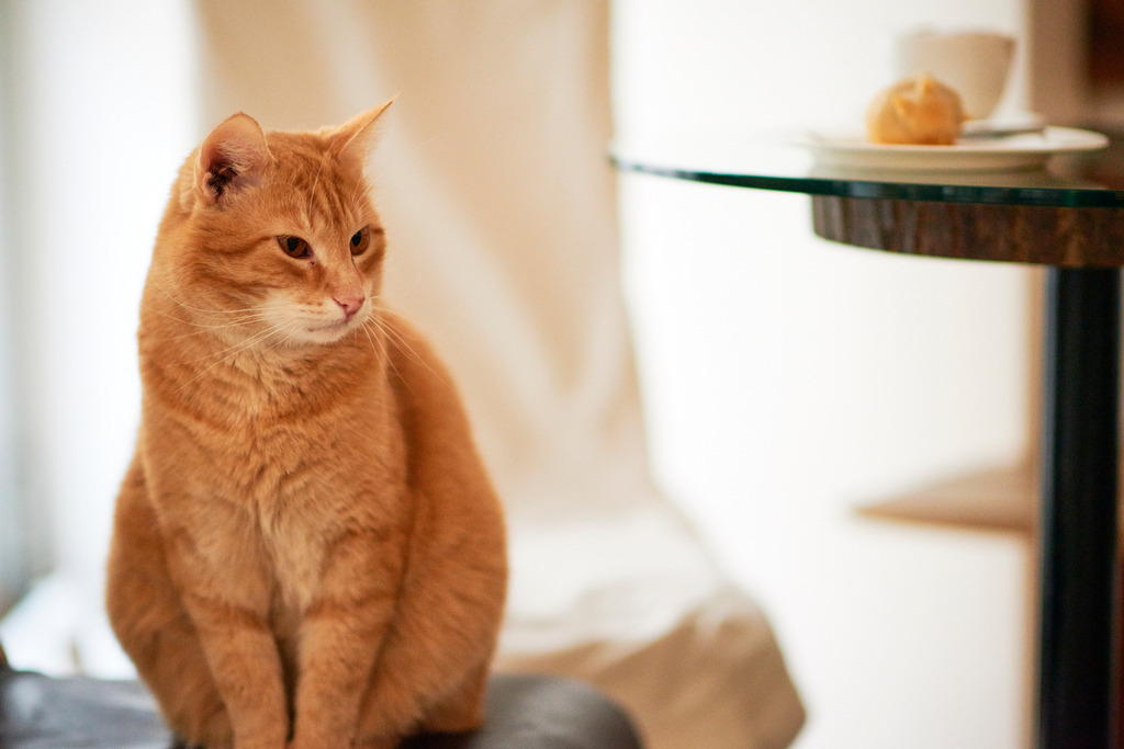 Cafe Neko | Wien, Austria - October 05, 2017: Cafe Neko-Katzencafe, rothaarige Katze vor dem Tisch. - Realisiert mit Pictrs.com