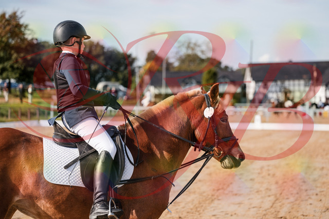 2026_10_03_Siefer-Hof_120200_Z63_34945750 | Professionelle Reitsport-, Turnier- und Eventfotografie von Robert Broda. Galerien mit ausgewählten und bearbeiteten Bildern direkt online ansehen und bestellen.