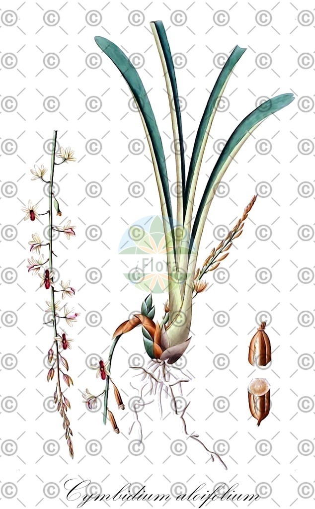 HistAbb_wfo-1000054388_1_ENZY_Simple | Historische Abbildung von Cymbidium aloifolium - Orchidaceae | Historical Illustration of Cymbidium aloifolium - Orchidaceae