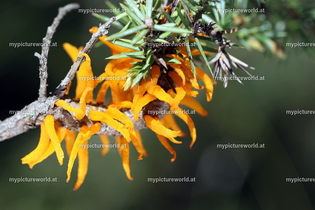 Birnengitterrost-001 | Das Bilderarchiv über Tiere, Planzen und Landschaften. In der Bilddatenbank finden Sie ein große Auswahl an hochwertigen Bilder für Ihre Werbung - Realisiert mit Pictrs.com