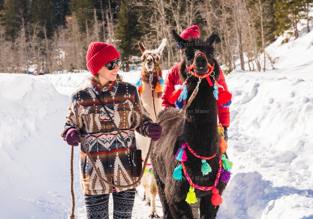 Lama_Wanderung_Winter_Stapitzer_See-36 | piet_flosse