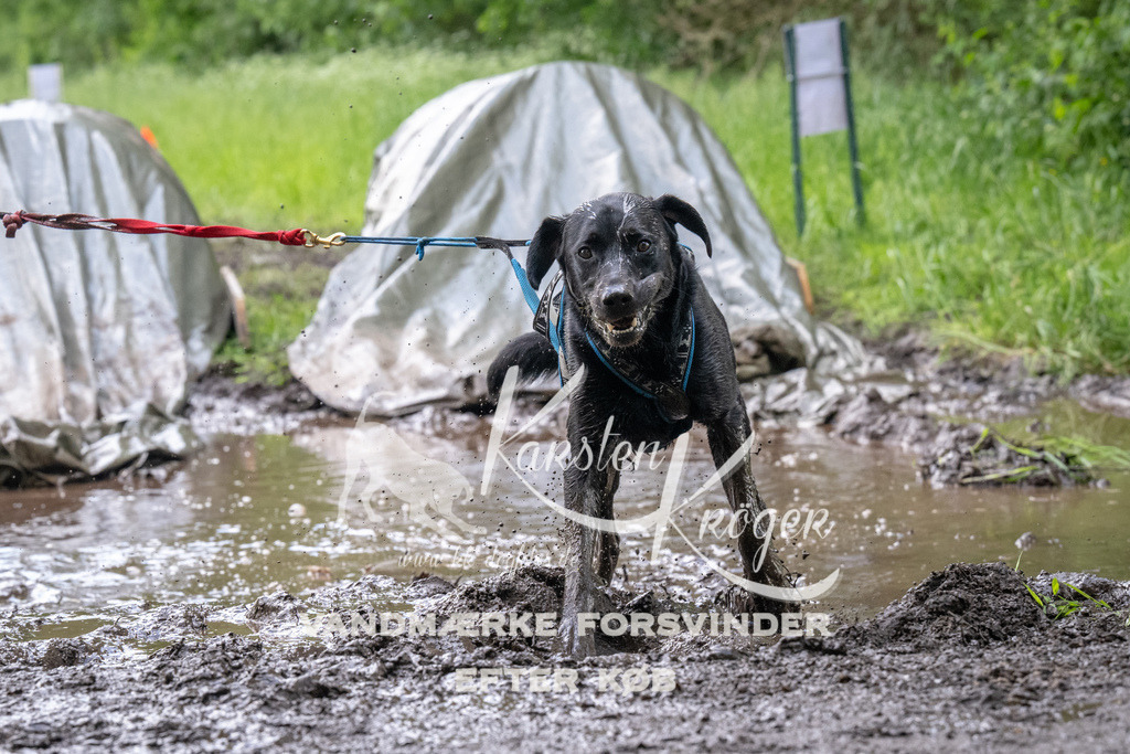 1225_ZZ92141 | kk-dogfotos