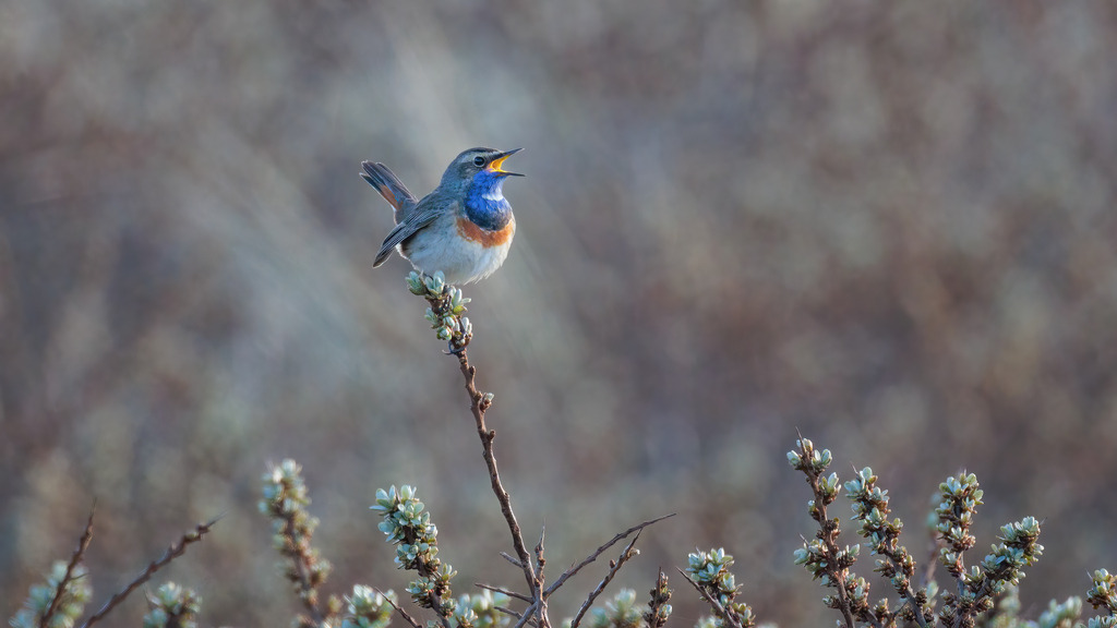 Wandbild singendes Blaukehlchen auf blühendem Zweig | Das Bild zeigt ein bezauberndes Blaukehlchen (Luscinia svecica), das auf einem blühenden Zweig sitzt und seinen charakteristischen Gesang anstimmt. Der kleine Vogel ist in seinem prächtigen Federkleid mit leuchtend blauer Kehle und einer markanten orangen Brust zu sehen. Der unscharfe Hintergrund aus natürlichen Farben hebt das Blaukehlchen deutlich hervor und schafft eine ruhige, harmonische Atmosphäre. Die zarten Blüten am Zweig ergänzen die Szene und verleihen dem Bild eine frühlingshafte Stimmung.