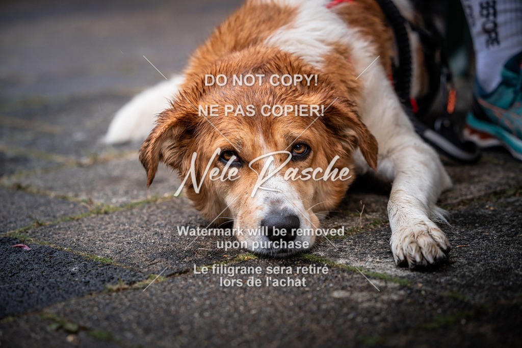 nelerasche_SaAbends_458 | nelerasche