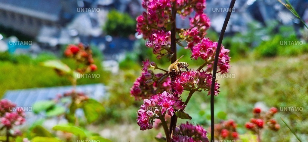 Biene in Blüte Pink | untamo - Realisiert mit Pictrs.com