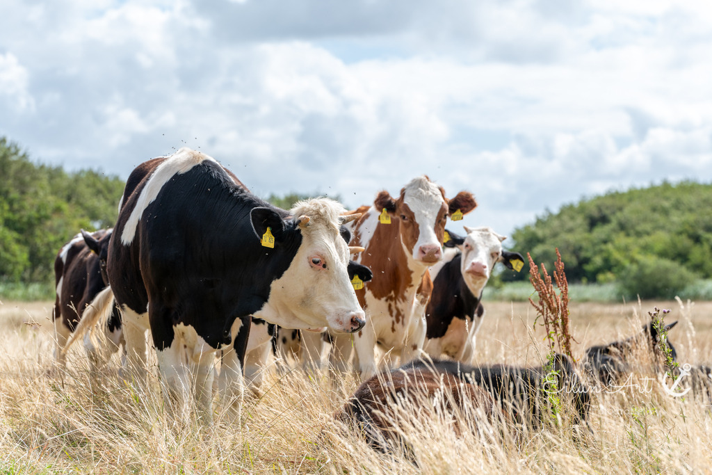 EAF_8775 | Eilun-Art-Fotografie Levke Martens, ihre Fotografin für Immobilien- und Landschaftsfotografie auf Föhr, Föhrer Motive als Poster, Leinwand, hinter Acrylglas oder stelle dir deinen eigenen Monatskalender zusammen, mit nur einem Klick