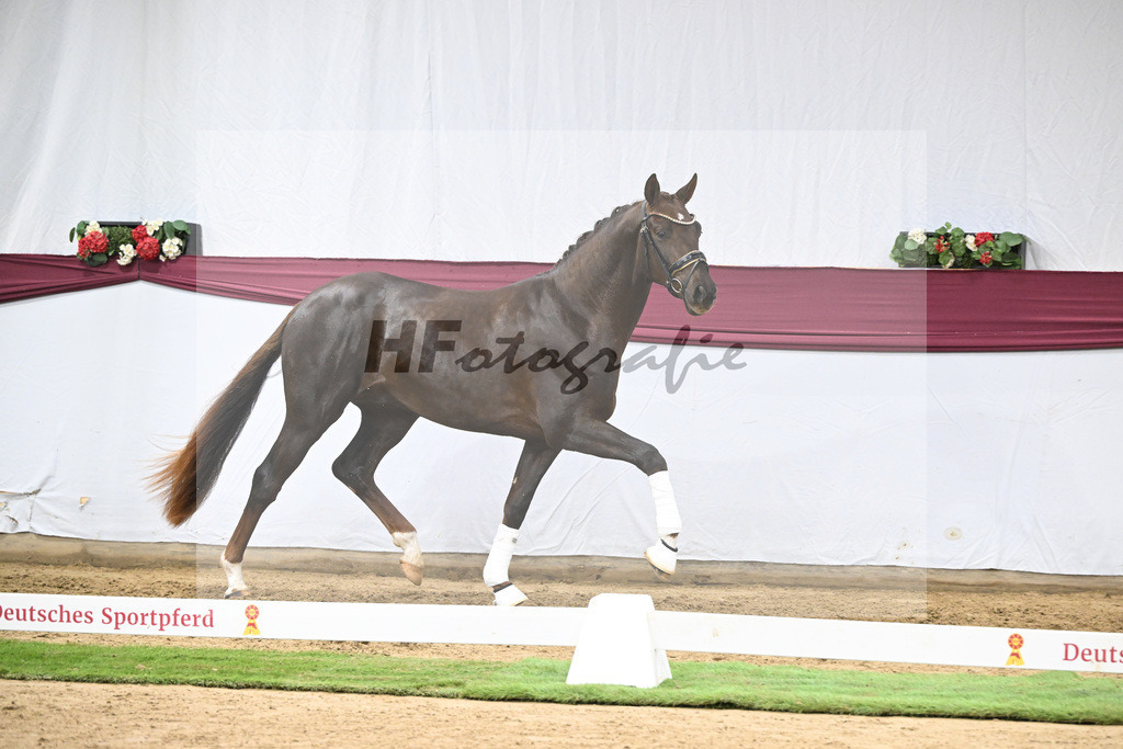 Kat-Nr. 129 Floricello x Dantano_Norbert Hoechsmann_47254322 | hf-fotografie - Realisiert mit Pictrs.com