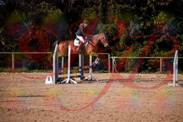 2026_10_03_Siefer-Hof_161057_Z81_90853151 | Professionelle Reitsport-, Turnier- und Eventfotografie von Robert Broda. Galerien mit ausgewählten und bearbeiteten Bildern direkt online ansehen und bestellen.