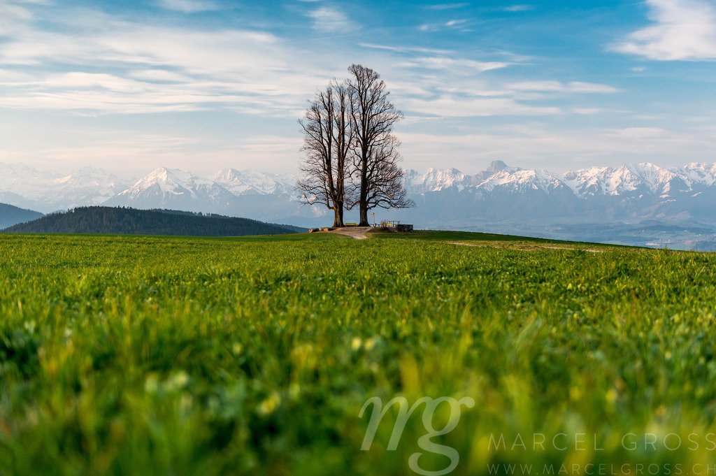 Doppellinde auf dem Ballenbühl | Die ideale Geschenkidee für Naturliebhaber. Naturbilder von Marcel Gross Photography für ihr Zuhause in den verschiedensten Formaten und Materialien. - Realisiert mit Pictrs.com