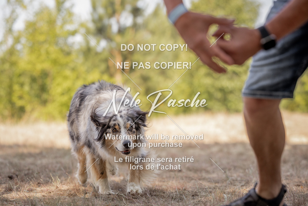 nelerasche_soDD2_88 | nelerasche