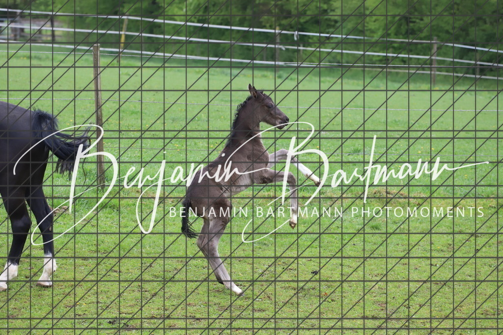 IMG_4310 | Benjamin Bartmann Photomoments