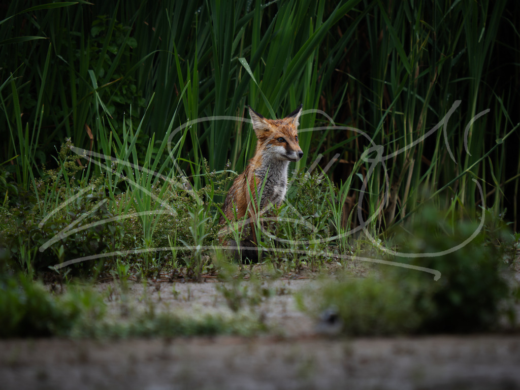 P7250277 | Naturschönheiten aus Deutschland. Pflanzen und Tiere, Insekten und Naturschauspiele. Alle schönen Details, die uns umgeben, fotografiert von Michi Moc.  - Realisiert mit Pictrs.com