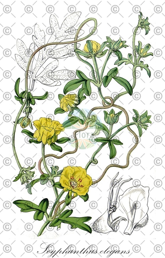 HistAbb_wfo-0000308652_1_ENZY_Simple | Historische Abbildung von Scyphanthus elegans - Loasaceae | Historical Illustration of Scyphanthus elegans - Loasaceae