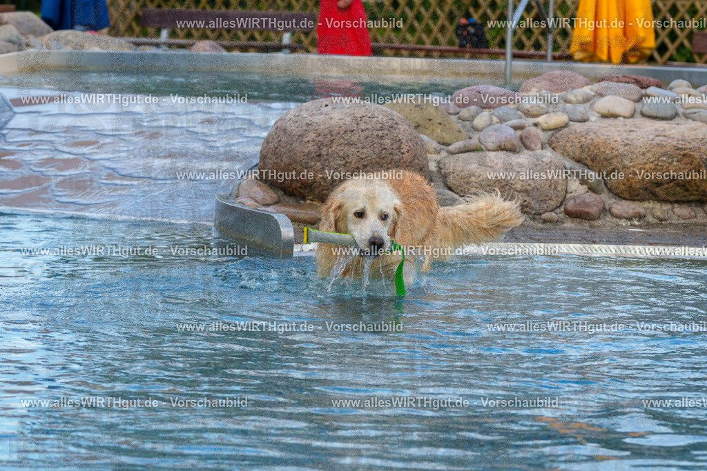 Hundeschwimmen_Grefrath_2026-allesWIRTHgut_Tierfotografie-09_39-FAY07721 | Professionelle Tierfotografie in Mönchengladbach von Daniel Wirth (allesWIRTHgut). Liebevolle & natürliche Bilder von Hunden & Katzen für unvergessliche Erinnerungen.