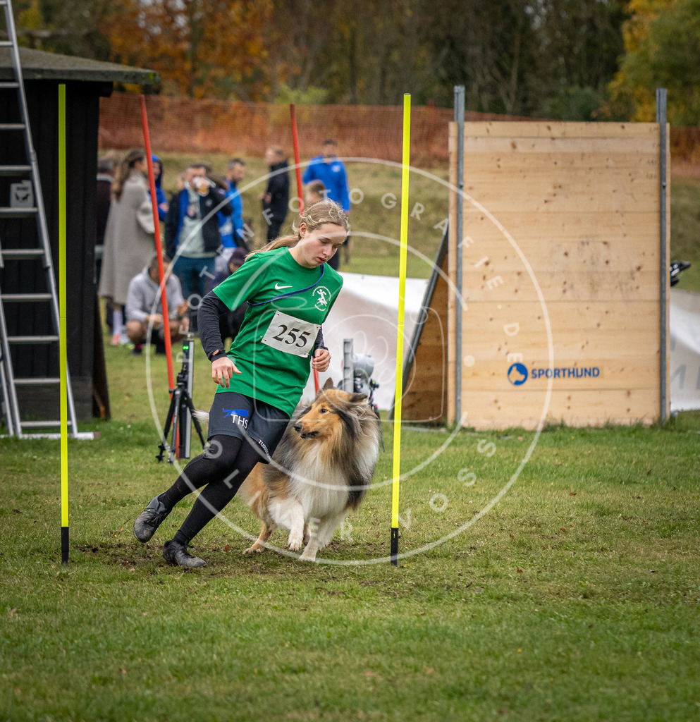 Pfotenfotografie_DV3A0712 | Hundefotografie, Tierfotograf, Pfotenfotografie, Fotoshooting Hund, Hunde Portrait, Hundesport, Hundeportraits, Heideshooting, Hunde, Sportfotograf, Hundefotograf, Turnierhundsport, THS,  - Realisiert mit Pictrs.com