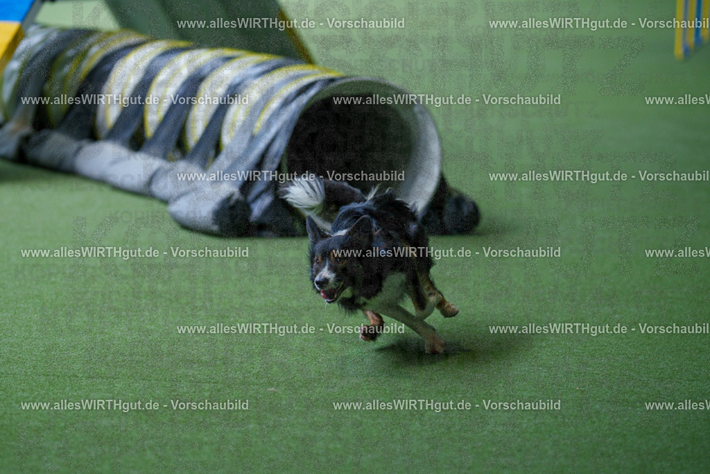 @allesWIRTHgut_Tierfotografie - www.allesWIRTHgut.de - 2604251232-7R502068 | Professionelle Tierfotografie in Mönchengladbach von Daniel Wirth (allesWIRTHgut). Liebevolle & natürliche Bilder von Hunden & Katzen für unvergessliche Erinnerungen.