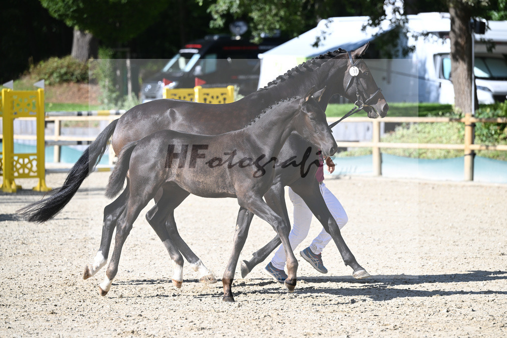 Fohlenauktion Next Chance_49220245 | hf-fotografie - Realisiert mit Pictrs.com