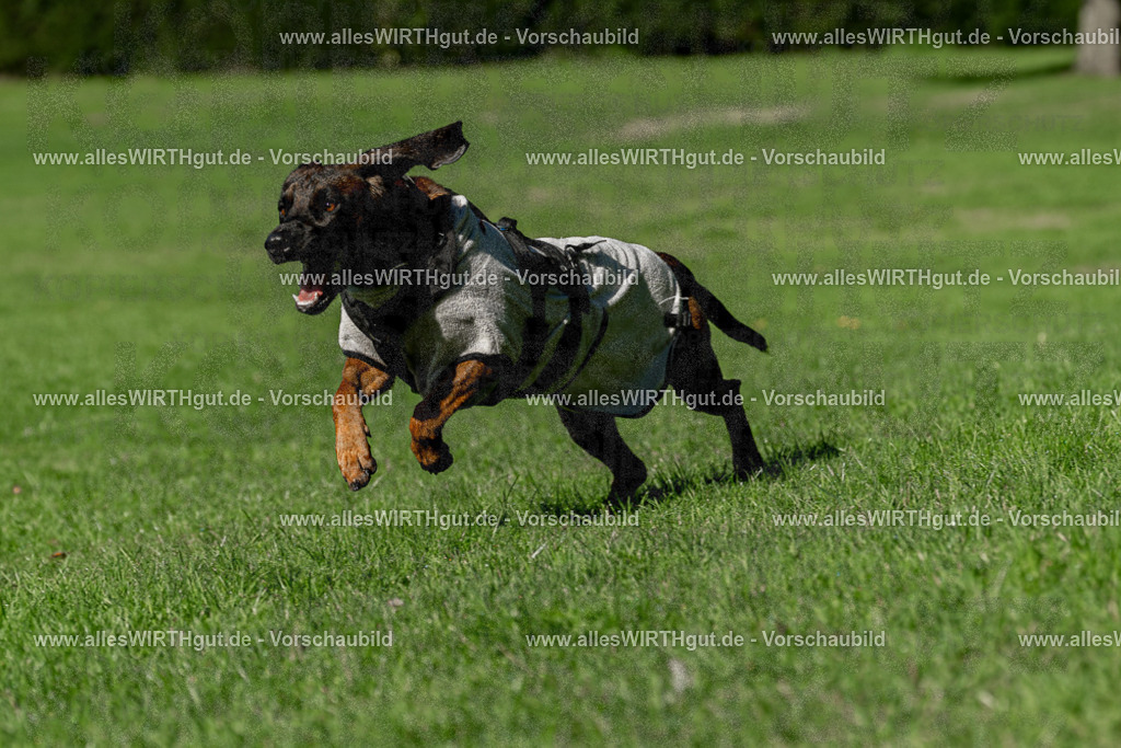 Hundeschwimmen_Volksbad_2026-allesWIRTHgut_Tierfotografie-2609061039-094924-7R509135 | Professionelle Tierfotografie in Mönchengladbach von Daniel Wirth (allesWIRTHgut). Liebevolle & natürliche Bilder von Hunden & Katzen für unvergessliche Erinnerungen.