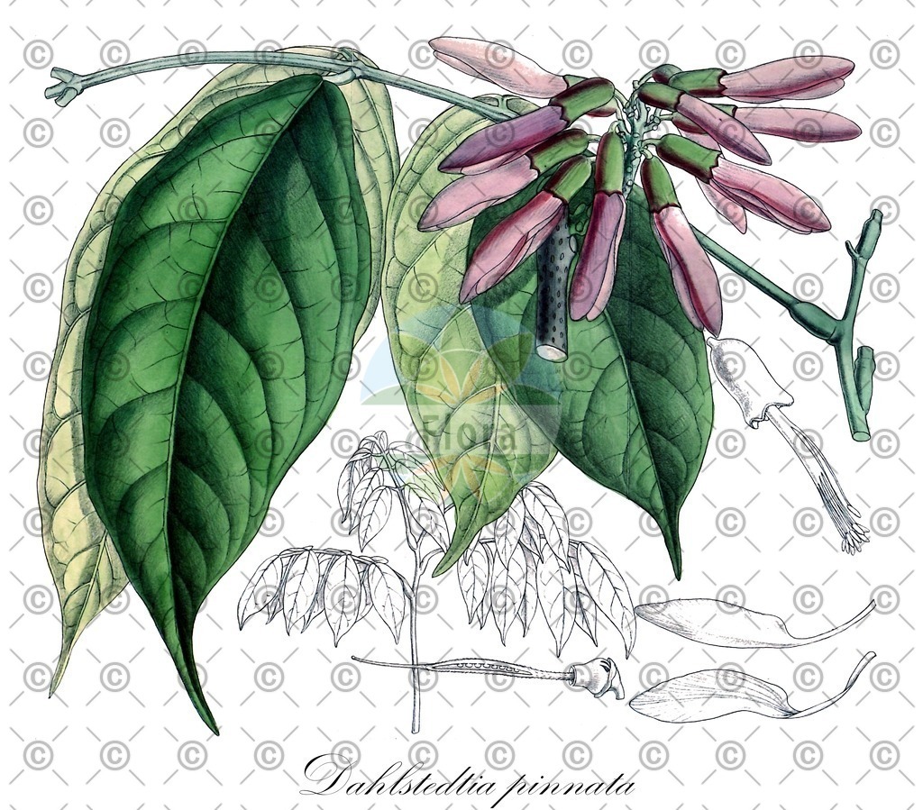 HistAbb_wfo-0000172222_1_ENZY_Simple | Historische Abbildung von Dahlstedtia pinnata - Fabaceae | Historical Illustration of Dahlstedtia pinnata - Fabaceae