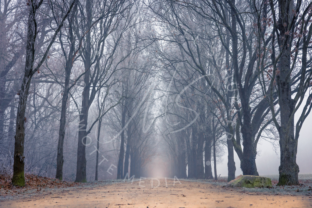 2025-01-21 Ludwigsburg Monrepos Nebel 002 | Schwotte Media - Realisiert mit Pictrs.com