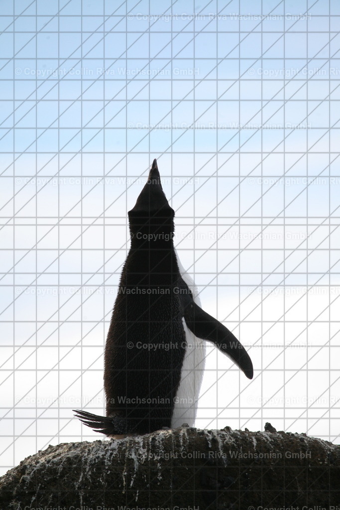 IMG_9957 | Antarktis / Antarctica - Realisiert mit Pictrs.com